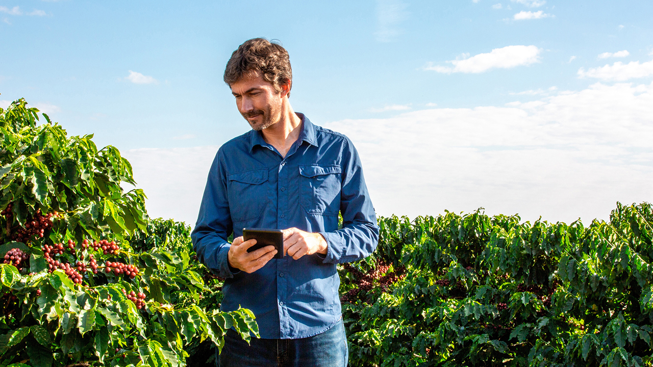 Coffee agriculture