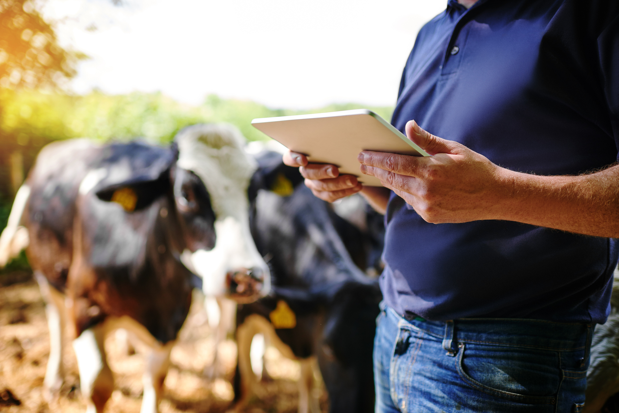 IoT Applications for Precision Agriculture: 7 Real-World Examples